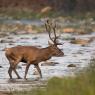 Cervo - Red deer (Cervus elaphus)