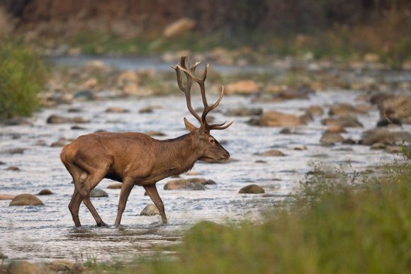 Cervo - Red deer (Cervus elaphus)