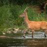 Cervo - Red deer (Cervus elaphus)