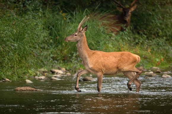 Cervo - Red deer (Cervus elaphus)