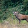 Cervo - Red deer (Cervus elaphus)