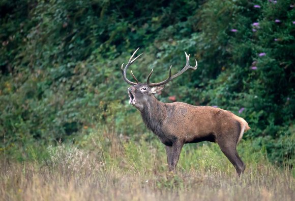 Cervo - Red deer (Cervus elaphus)