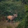 Cervo - Red deer (Cervus elaphus)