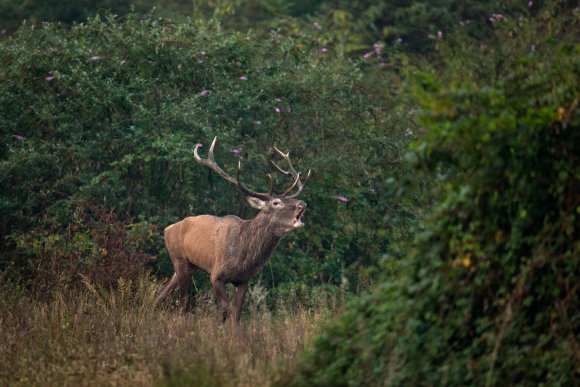 Cervo - Red deer (Cervus elaphus)