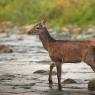 Cervo - Red deer (Cervus elaphus)