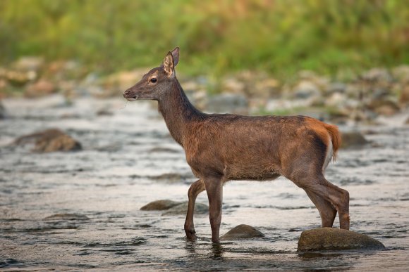 Cervo - Red deer (Cervus elaphus)