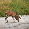 Cervo - Red deer (Cervus elaphus)