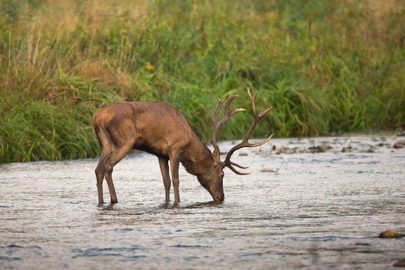 Cervo - Red deer (Cervus elaphus)