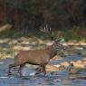 Cervo - Red deer (Cervus elaphus)