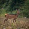 Cervo - Red deer (Cervus elaphus)