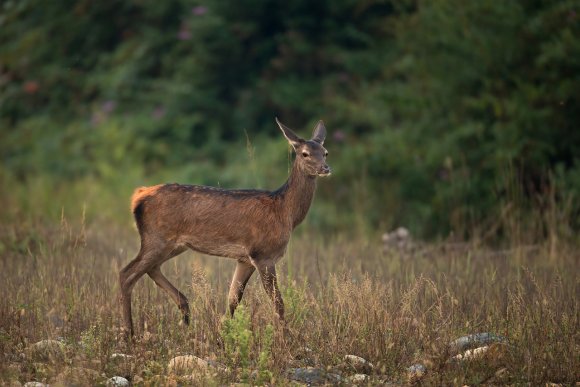 Cervo - Red deer (Cervus elaphus)