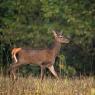 Cervo - Red deer (Cervus elaphus)