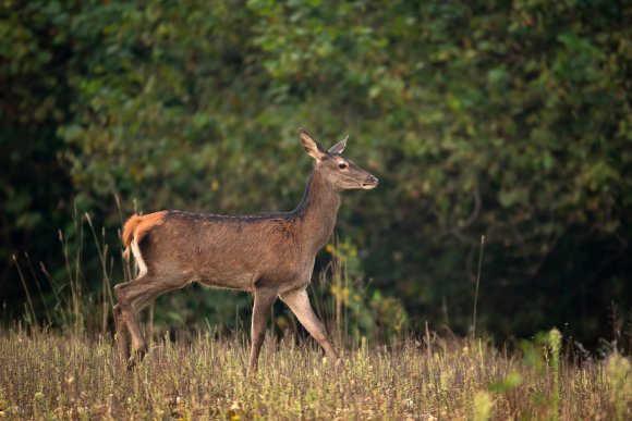 Cervo - Red deer (Cervus elaphus)