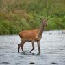 Cervo - Red deer (Cervus elaphus)