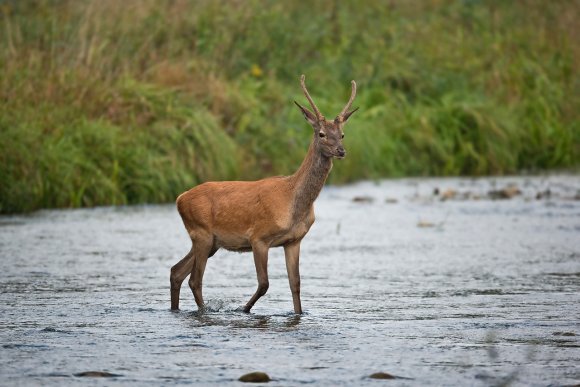 Cervo - Red deer (Cervus elaphus)