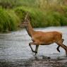 Cervo - Red deer (Cervus elaphus)