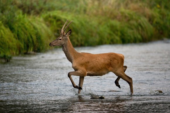 Cervo - Red deer (Cervus elaphus)