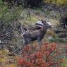 Cervo - Red deer (Cervus elaphus)