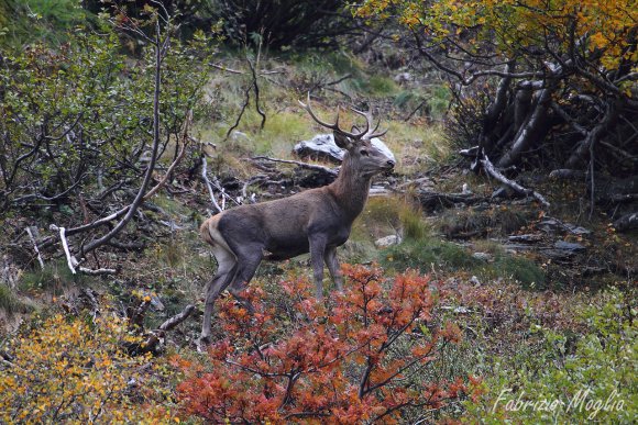 Cervo - Red deer (Cervus elaphus)