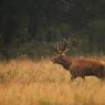 Cervo - Red deer (Cervus elaphus)