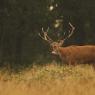 Cervo - Red deer (Cervus elaphus)