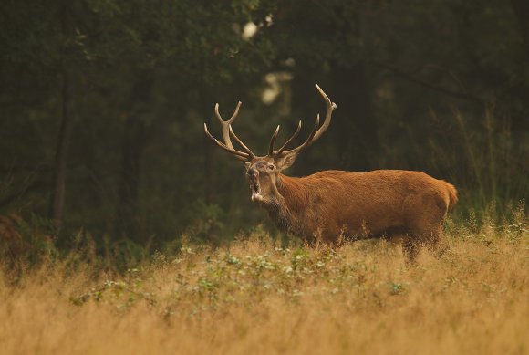 Cervo - Red deer (Cervus elaphus)