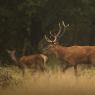 Cervo - Red deer (Cervus elaphus)