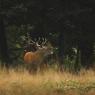 Cervo - Red deer (Cervus elaphus)