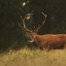 Cervo - Red deer (Cervus elaphus)