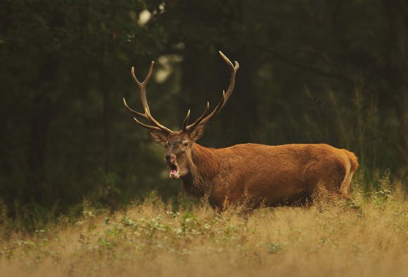 Cervo - Red deer (Cervus elaphus)