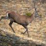 Cervo - Red deer (Cervus elaphus)