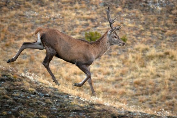 Cervo - Red deer (Cervus elaphus)