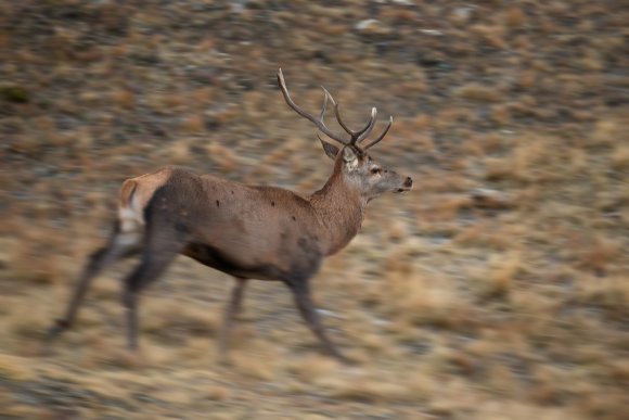 Cervo - Red deer (Cervus elaphus)