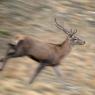 Cervo - Red deer (Cervus elaphus)