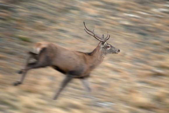 Cervo - Red deer (Cervus elaphus)