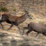 Cervo - Red deer (Cervus elaphus)