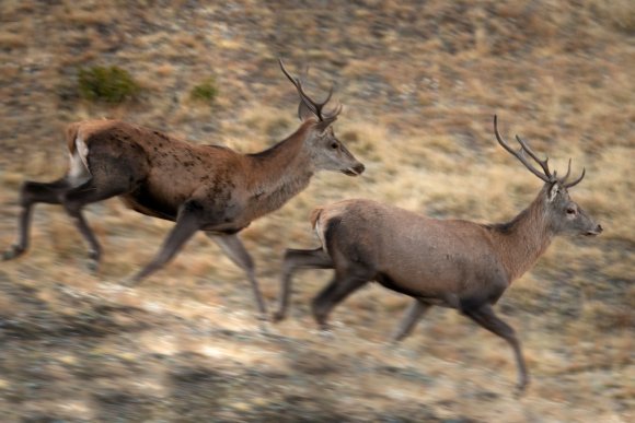 Cervo - Red deer (Cervus elaphus)