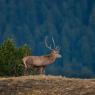 Cervo - Red deer (Cervus elaphus)