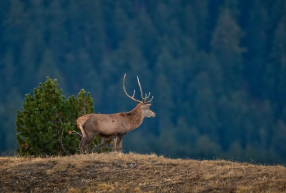 Cervo - Red deer (Cervus elaphus)