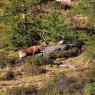 Cervo - Red deer (Cervus elaphus)