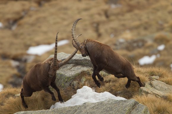 Stambecco - Alpine ibex (Capra ibex)