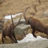 Stambecco - Alpine ibex (Capra ibex)