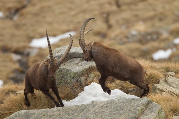 Stambecco - Alpine ibex (Capra ibex)