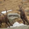 Stambecco - Alpine ibex (Capra ibex)