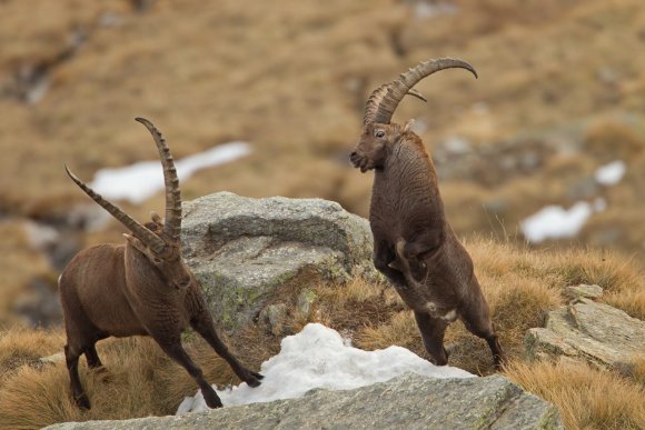 Stambecco - Alpine ibex (Capra ibex)