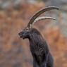 Stambecco - Alpine ibex (Capra ibex)