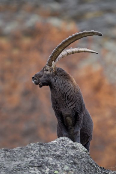 Stambecco - Alpine ibex (Capra ibex)