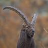 Stambecco - Alpine ibex (Capra ibex)