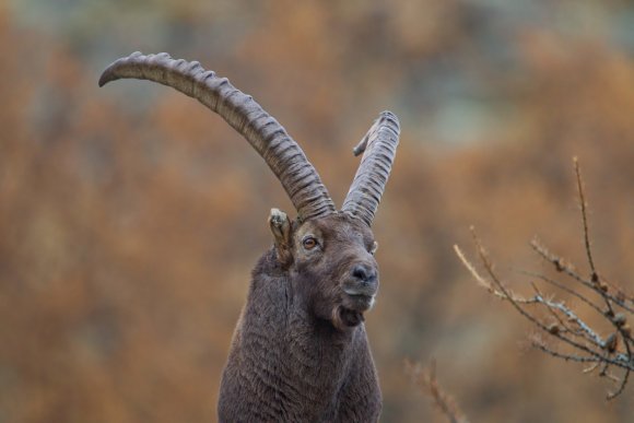 Stambecco - Alpine ibex (Capra ibex)