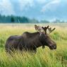 Alce - Moose (Alces alces)